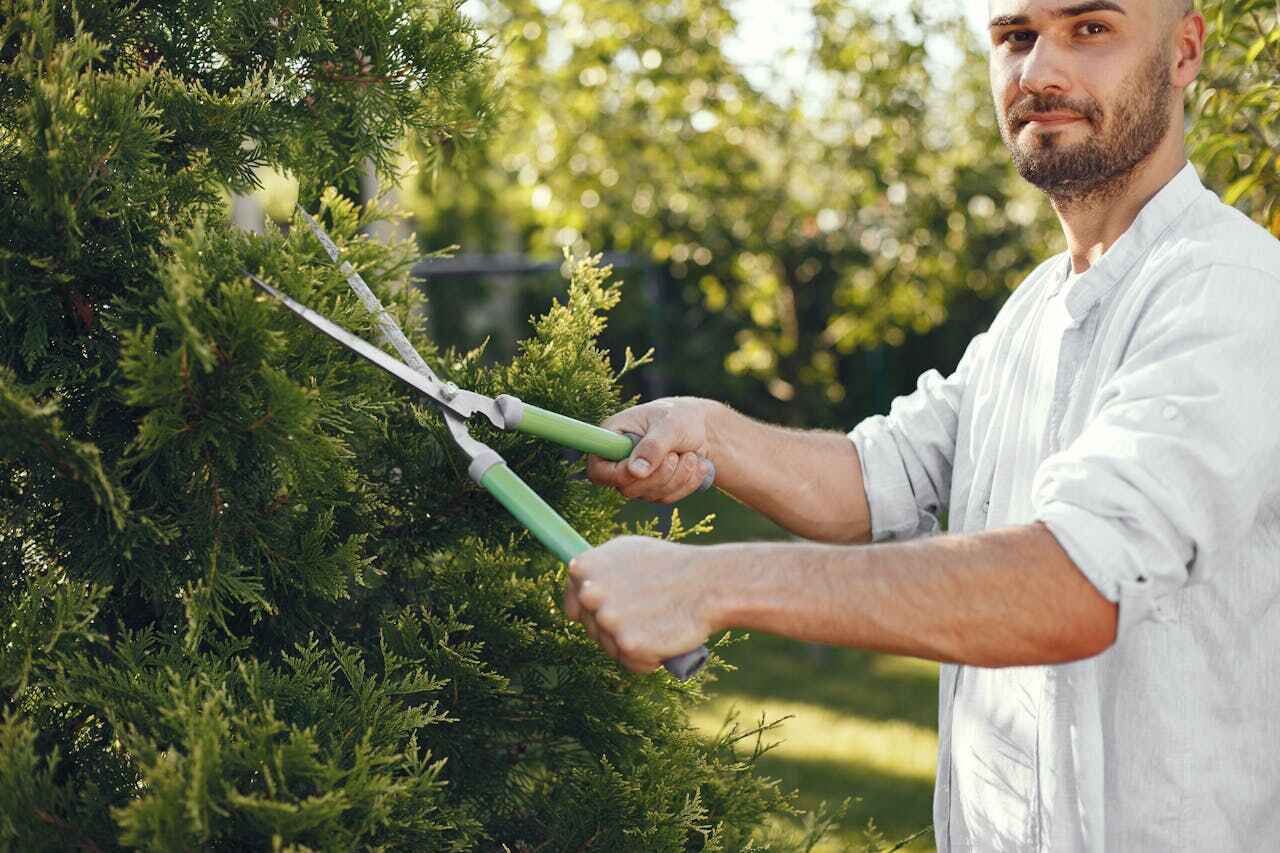 Best Tree Pruning Services  in Bay St Louis, MS